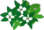 ゴゼンタチバナたくさん.png