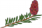 エゾマツ花.png