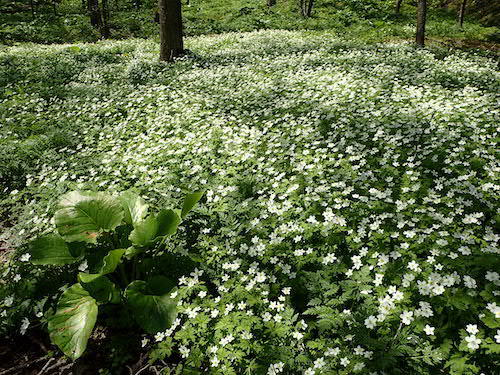 鹿追町の春のお花畑