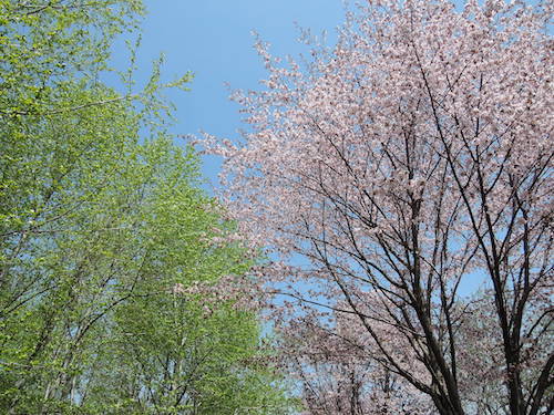 新緑の緑と桜のピンク