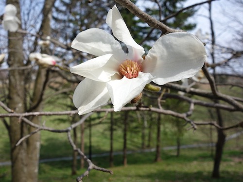 キタコブシの花