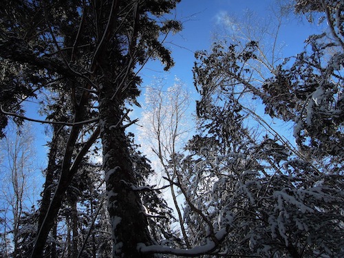 樹木の間から日が差している