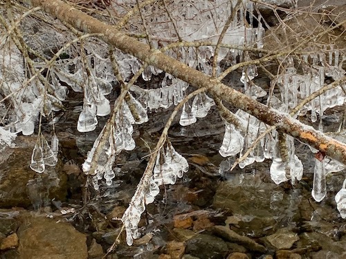 凍りついた枝の写真