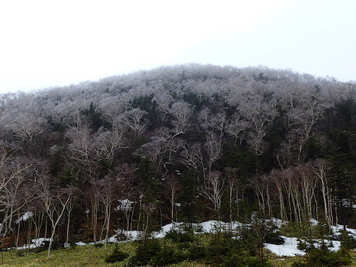 霧氷のついた森