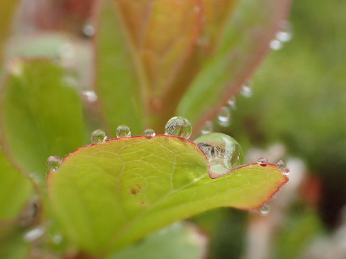 葉っぱについた水滴の写真