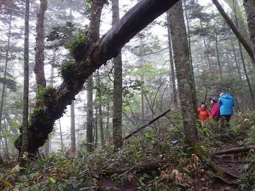 火山活動のあとに生まれた森の写真