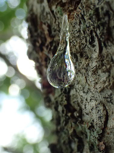 透明な樹液の写真