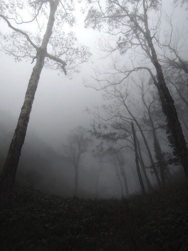 霧のかかった森の写真