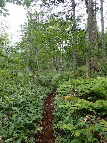 緑の森に囲まれた登山道の写真