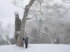 然別湖の山のダケカンバ