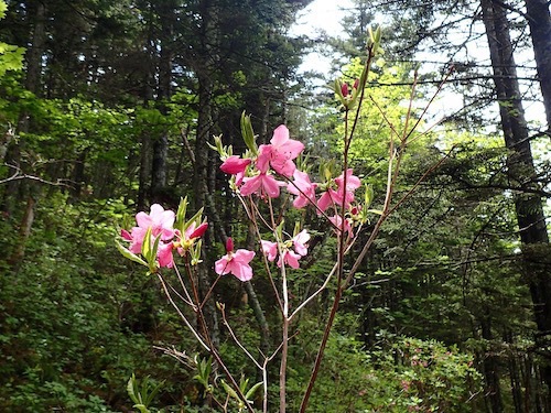 ムラサキヤシオの花の写真