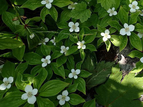 ゴゼンタチバナの花の写真