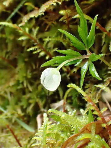 樹液に包まれた花の写真